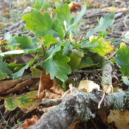 Insolite: La Tiny House Du Lutin Many *
