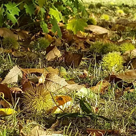 Insolite: La Tiny House Du Lutin Many