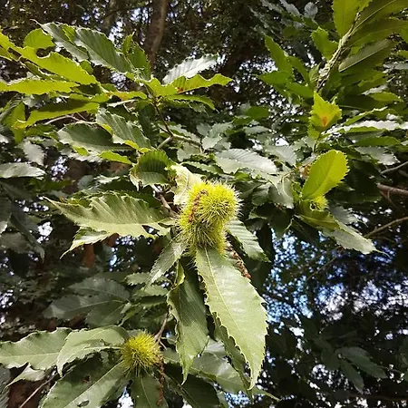 Insolite: La Tiny House Du Lutin Many *