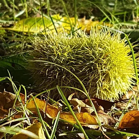 Insolite: La Tiny House Du Lutin Many Hébergement de vacances Saint-Christophe-Sur-Conde