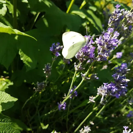 Hébergement de vacances Insolite: La Tiny House Du Lutin Many Saint-Christophe-Sur-Conde