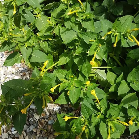 Insolite: La Tiny House Du Lutin Many Hébergement de vacances *