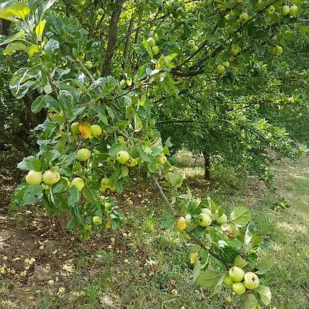 Insolite: La Tiny House Du Lutin Many Hébergement de vacances Saint-Christophe-Sur-Conde