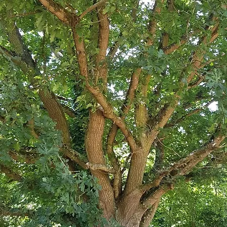 Hébergement de vacances Insolite: La Tiny House Du Lutin Many
