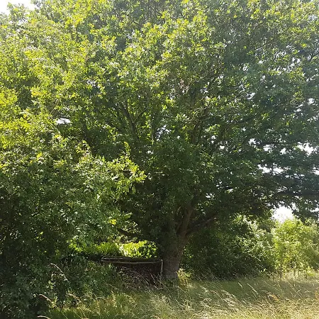 Hébergement de vacances Insolite: La Tiny House Du Lutin Many